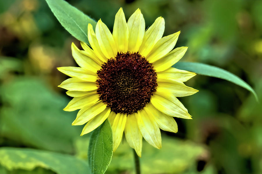 Sunny Sunflower end of summer Photograph by Cathy Anderson