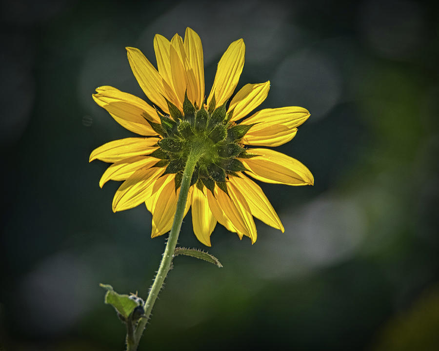 Sunny Sunflower Following the Sun Photograph by Debra Martz