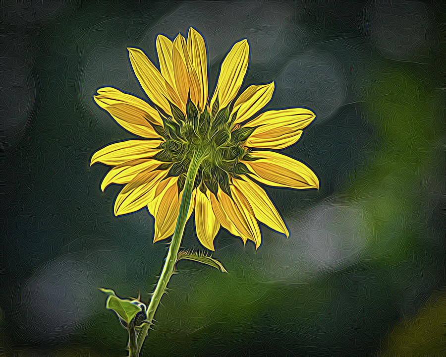 Sunny Sunflower Following the Sun With Enhancements Photograph by Debra Martz