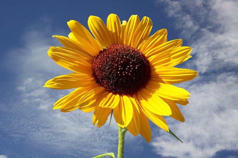Sunny Sunflower in the Sky Photograph by Kathrin Poersch