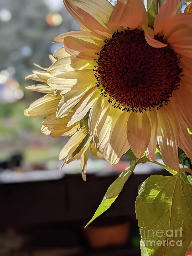 Sunny sunflower Photograph by Lisa Mutch