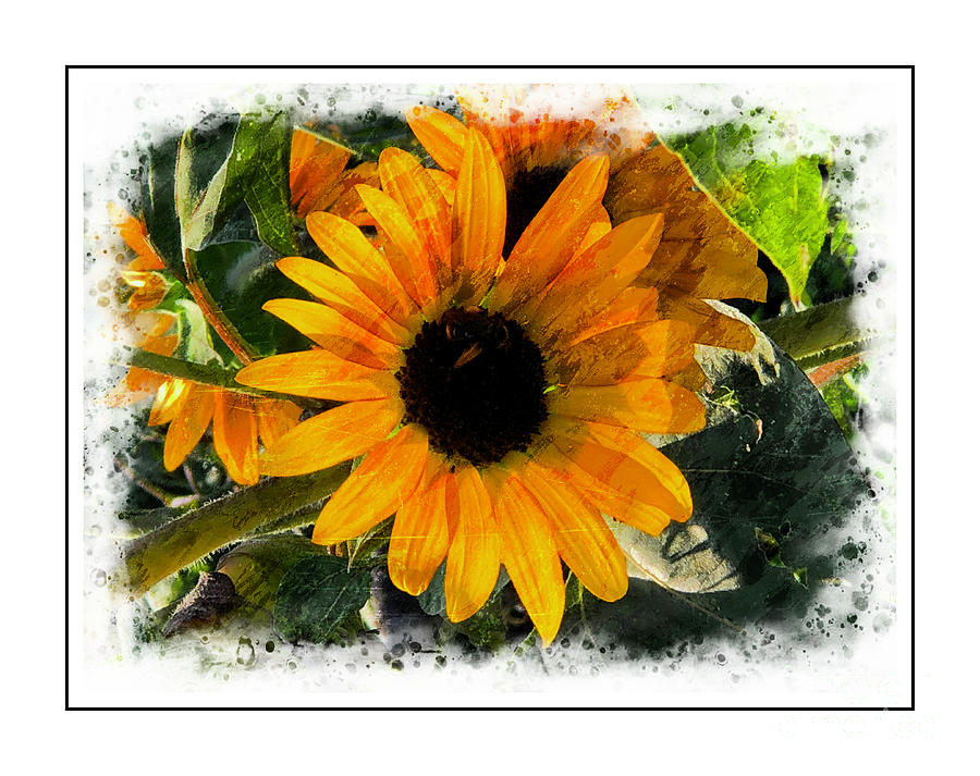 Sunny Sunflower Framed Photograph by Luther Fine Art