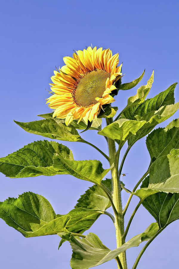 Sunny Sunflower Photograph by Marcia Colelli - Fine Art America