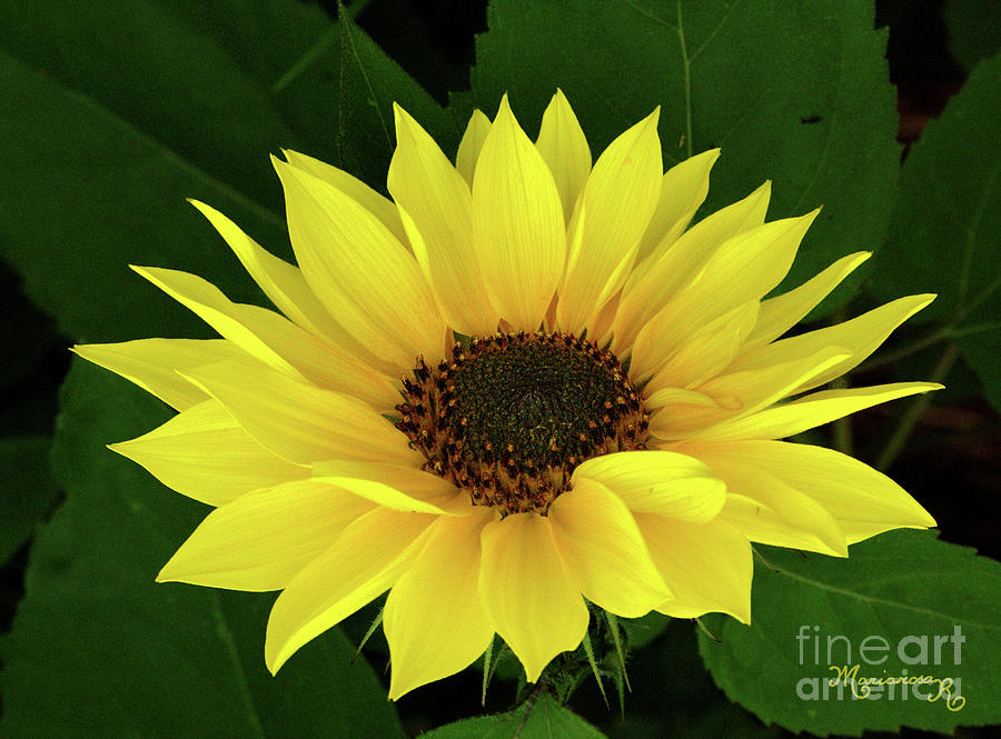 Sunny Sunflower Photograph by Mariarosa Rockefeller
