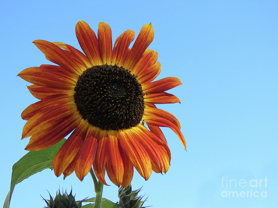 Sunny Sunflower Photograph by Mary Mikawoz