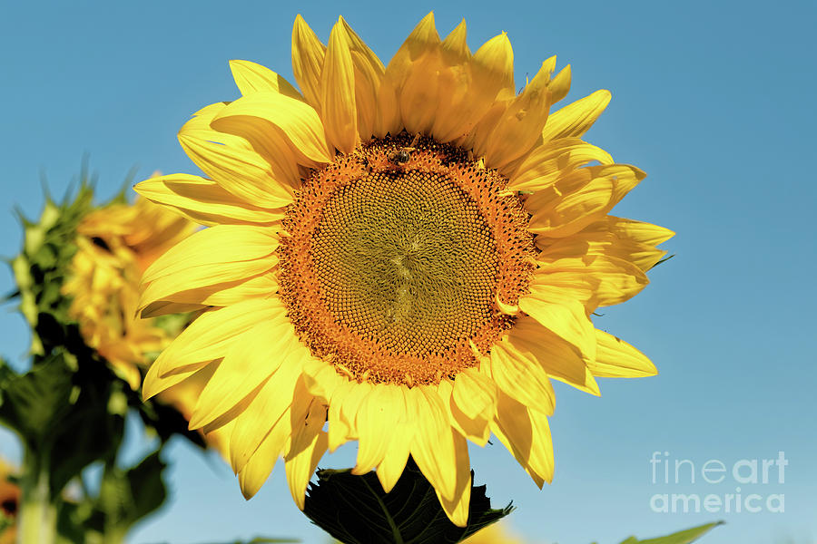Sunny Sunflower  Photograph by Natural Focal Point Photography