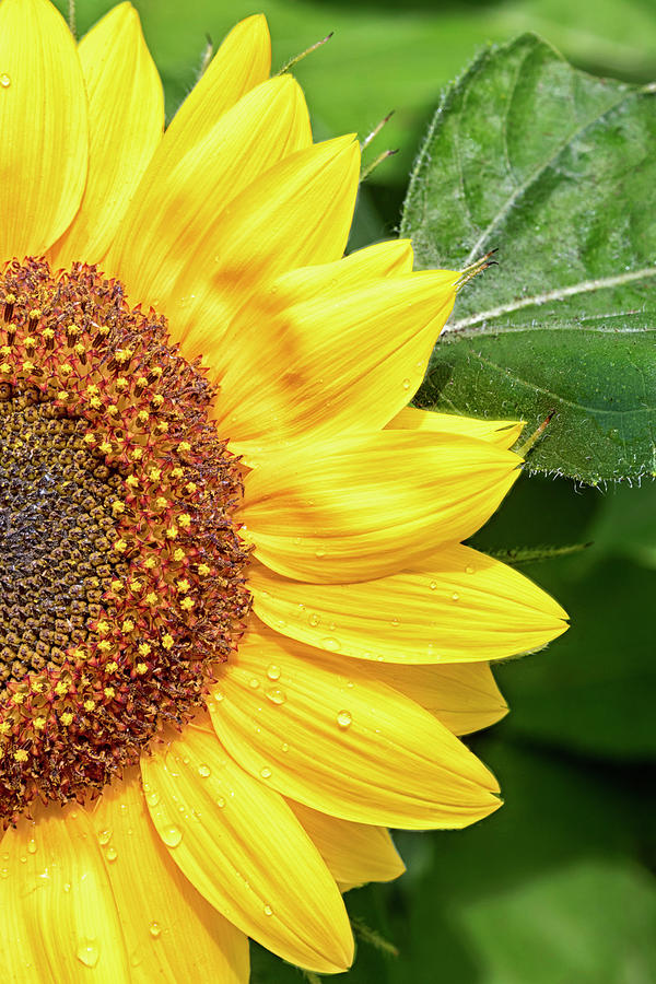 Sunny Sunflower Photograph by Patty Colabuono