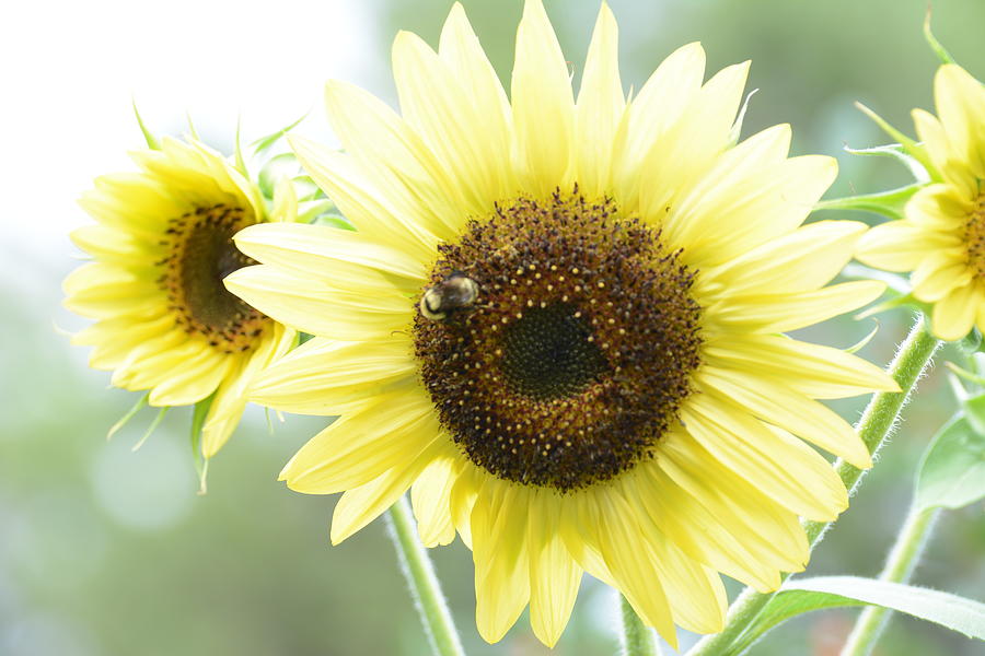 Sunny Sunflower Photograph by Paulina Roybal