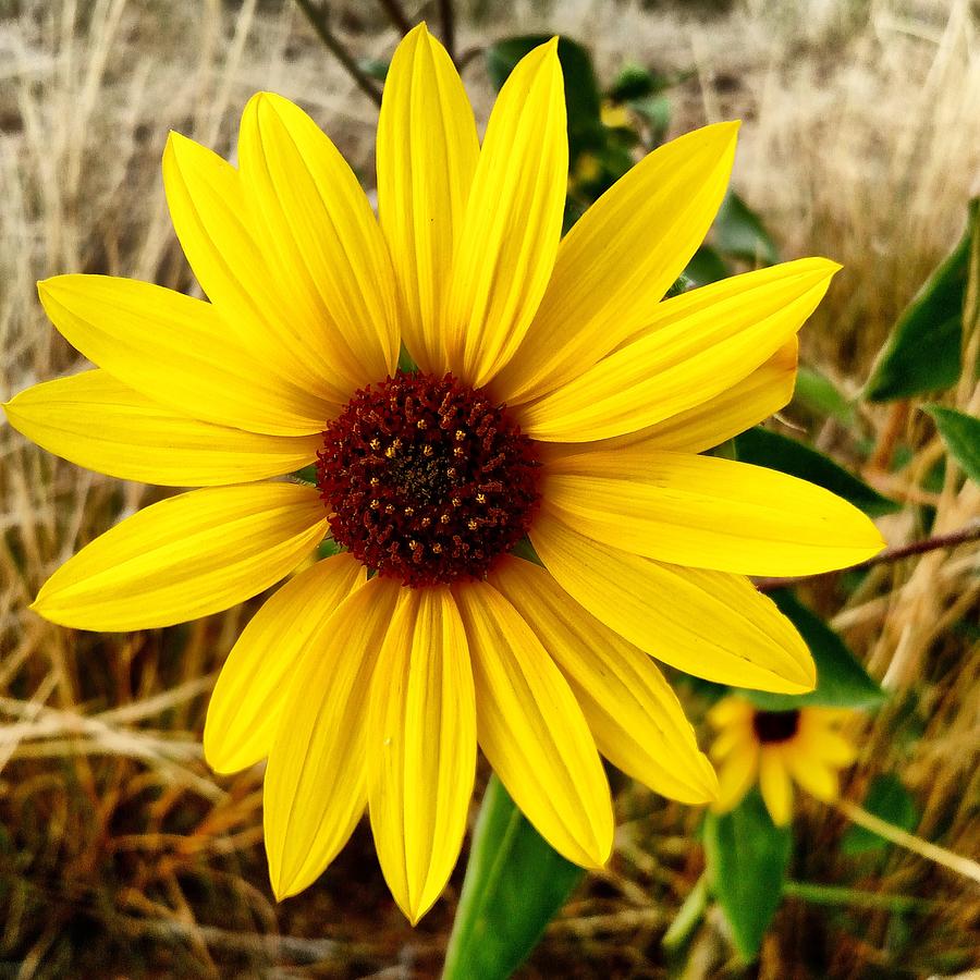 Sunny Sunflower Photograph By Sherri V Fine Art America