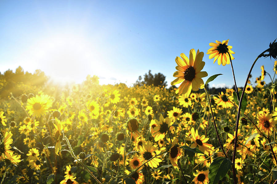 Sunny Sunflower Sunlight Photograph by Chance Kafka