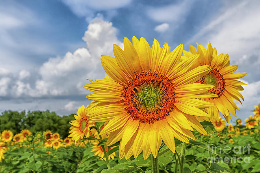 Sunny Sunflower Photograph by Teresa Jack