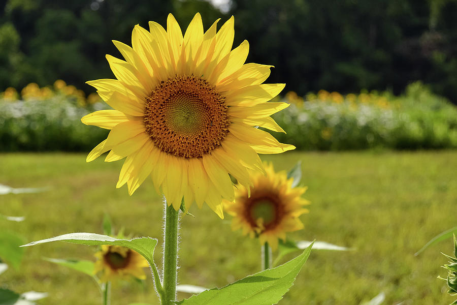 Sunny Sunflowers Photograph by Heather Bettis
