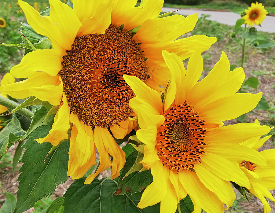 Sunny Sunflowers Photograph