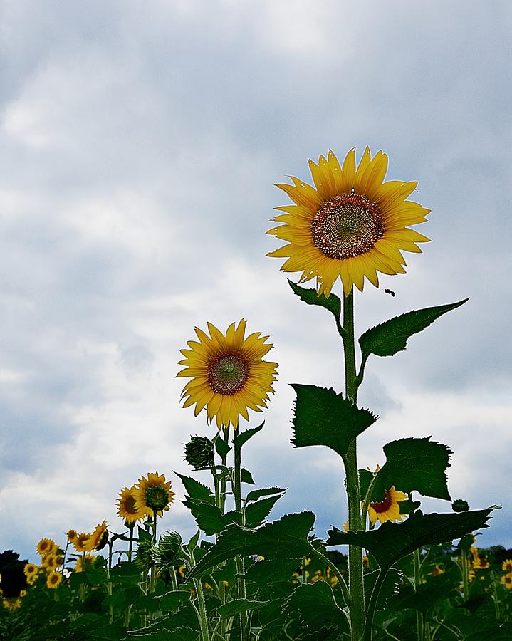 Sunny Sunflowers Photograph by Karen McKenzie McAdoo