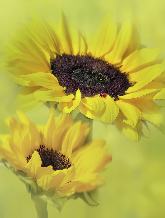 Sunny Sunflowers Digital Art by Nina Bradica