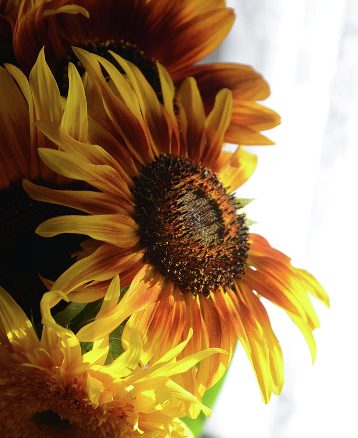 Sunny Sunflowers Photograph by Whispering Peaks Photography