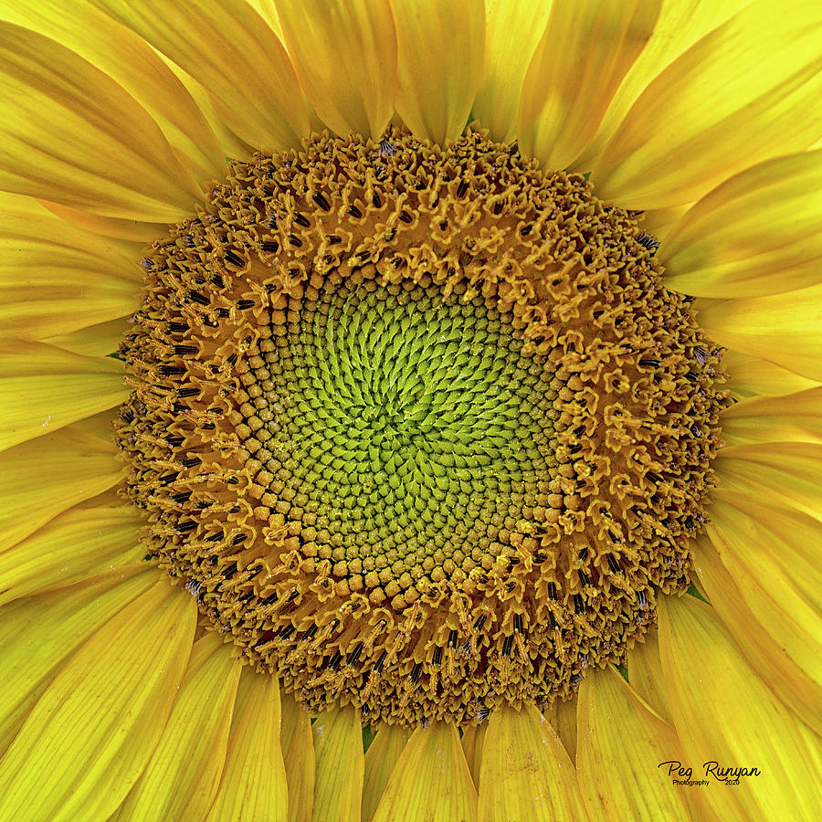 Sunny Symmetry Photograph by Peg Runyan