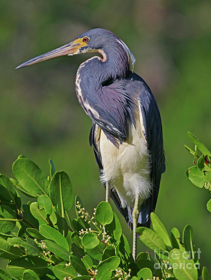 Sunny TriColor Heron Photograph by Larry Nieland