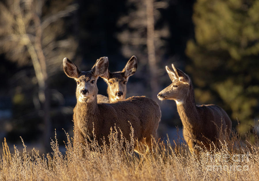 Sunny Trio of Deer Photograph by Steven Krull