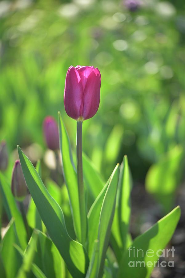 Sunny Tulip Photograph
