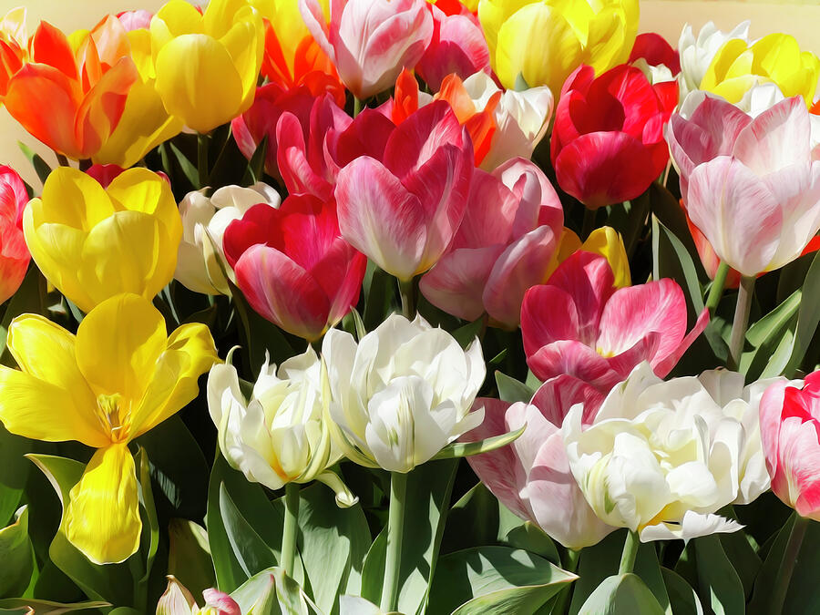Sunny Tulip Spring Garden photograph Photograph by Ann Powell