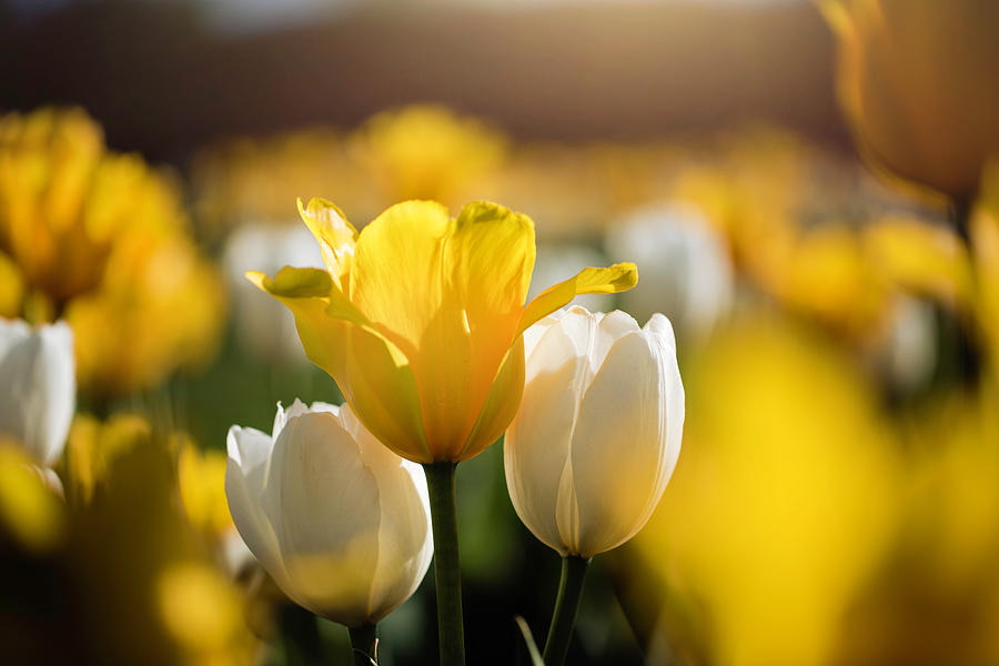 Sunny Tulips Photograph by Nicole Engstrom