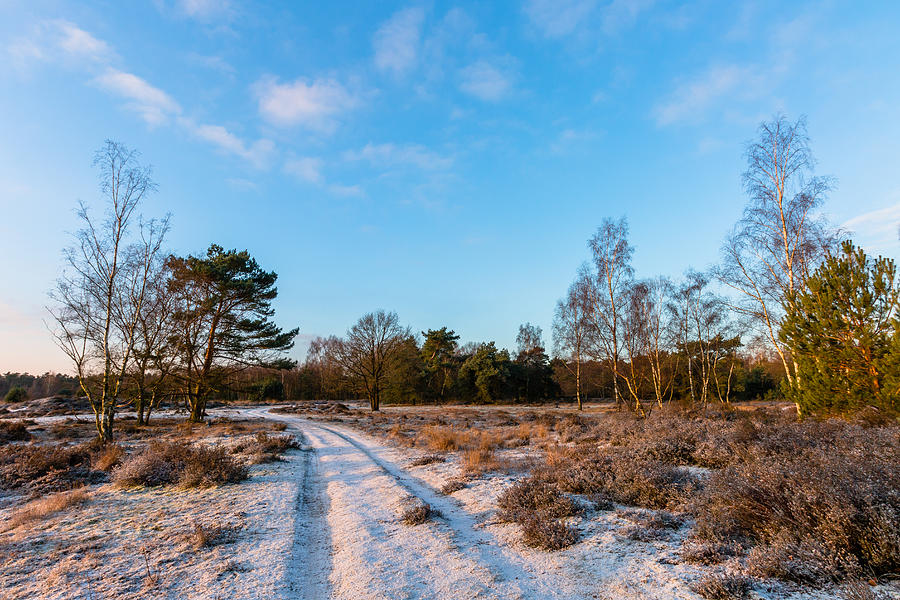 Sunny Winter Path Photograph by William Mevissen