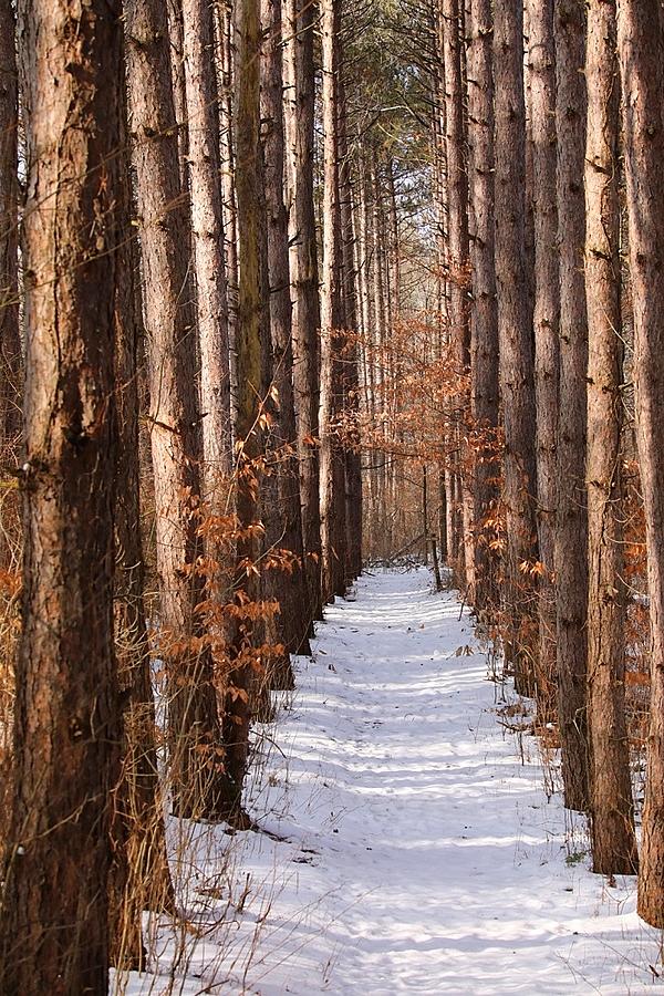 Sunny Winter Pathway Photograph by Tina M Daniels Whiskey Birch Studios ...