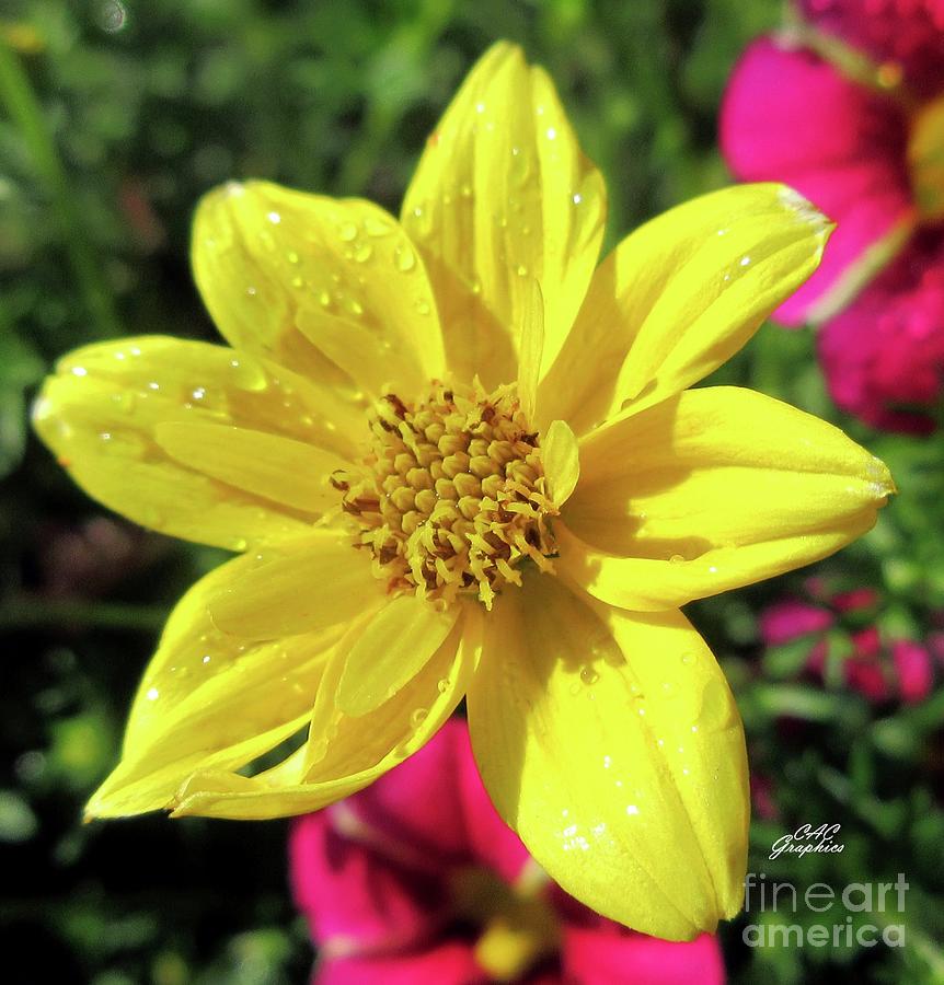 Sunny Yellow Flower Photograph by CAC Graphics