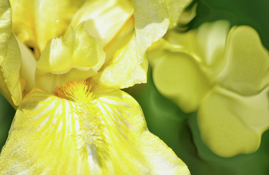 Sunny Yellow Iris Photograph