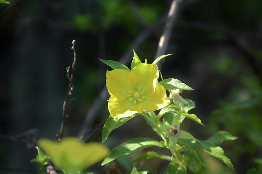 Sunny Yellow Primrose Photograph