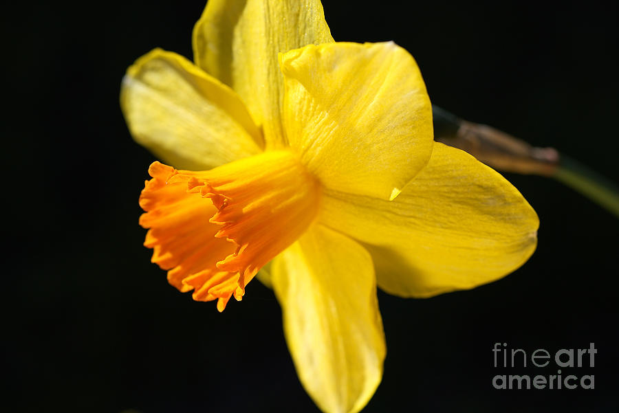 Sunny Yellows Of A Spring Daffodil  Photograph by Joy Watson
