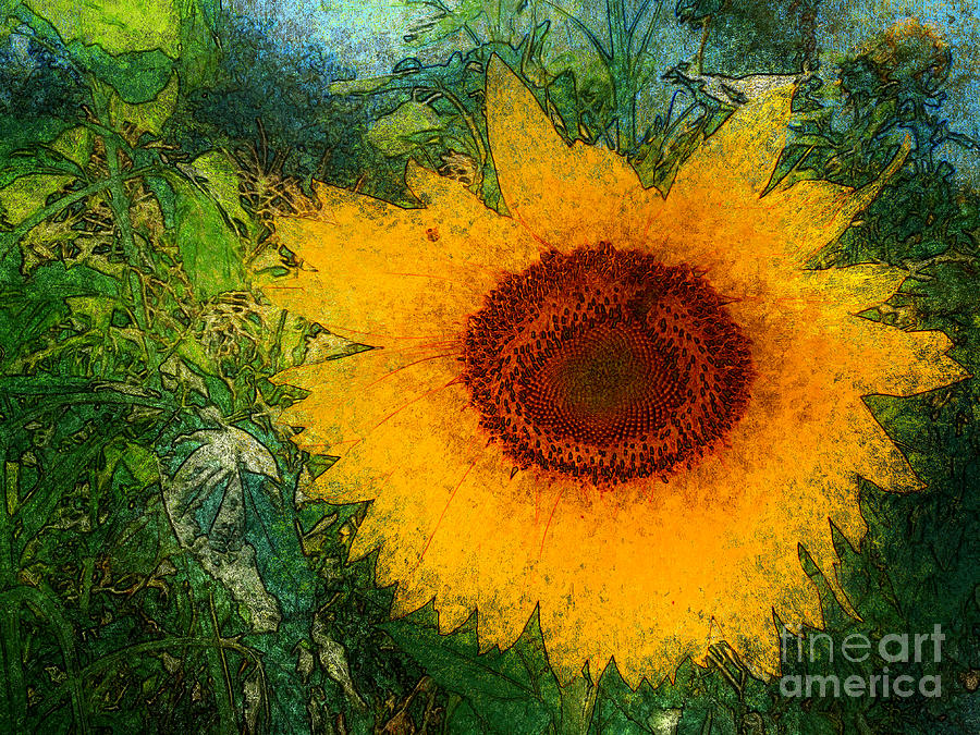 Sunnyflower Photograph by Katherine Erickson