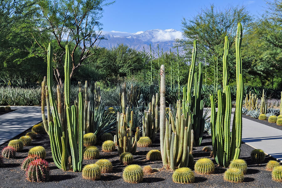 Sunnylands Cactus Gardens Photograph by Kyle Hanson