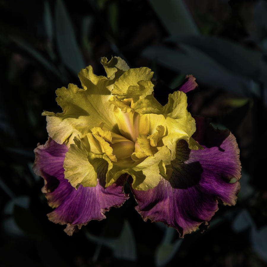 Sunnyside Delight Iris Photograph by David Patterson