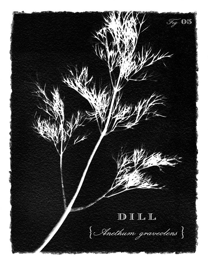 Sunprinted Herbs in Black - Dill - Art by Jen Montgomery Painting by Jen Montgomery
