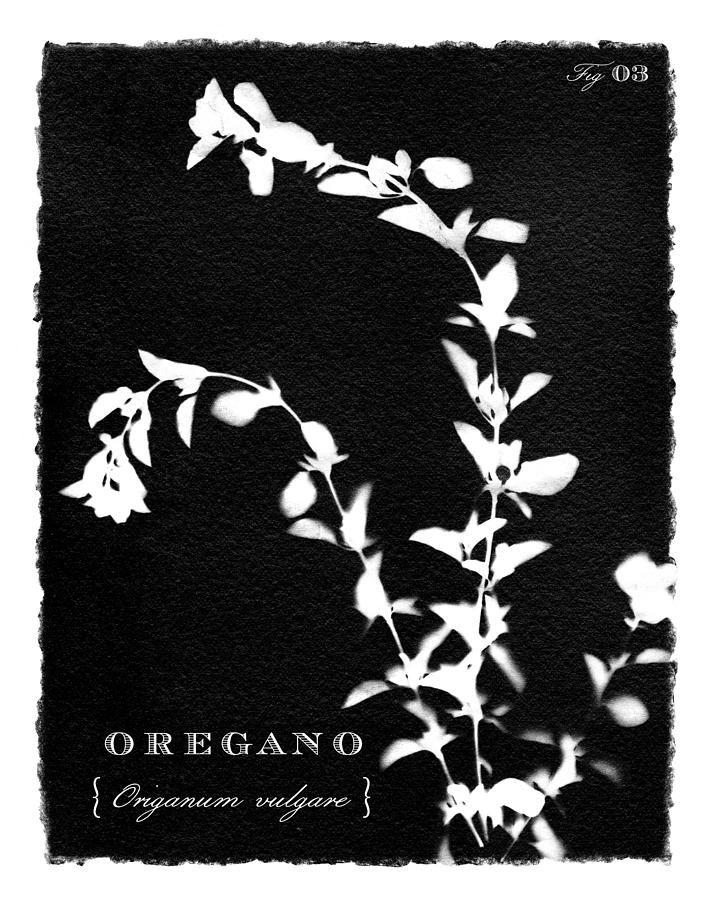 Sunprinted Herbs in Black - Oregano - Art by Jen Montgomery Painting by Jen Montgomery