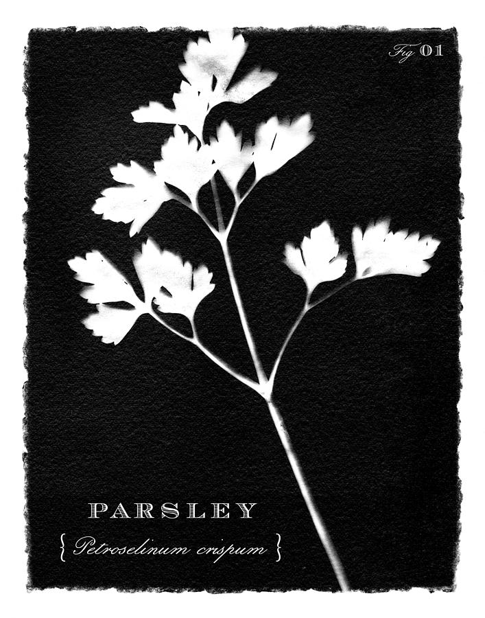 Sunprinted Herbs in Black - Parsley - Art by Jen Montgomery Painting by Jen Montgomery