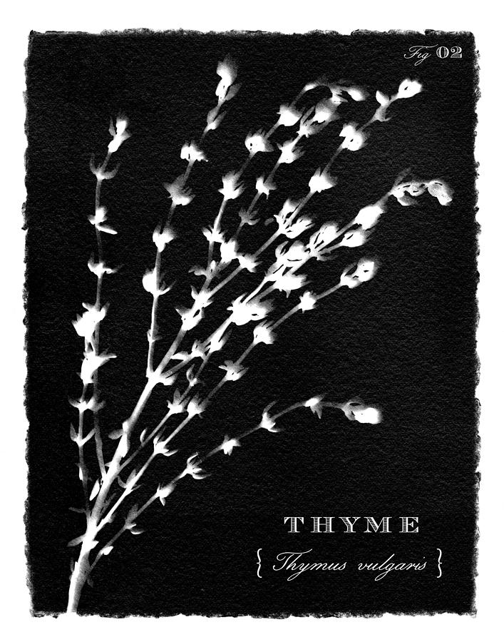 Sunprinted Herbs in Black - Thyme - Art by Jen Montgomery Painting by Jen Montgomery