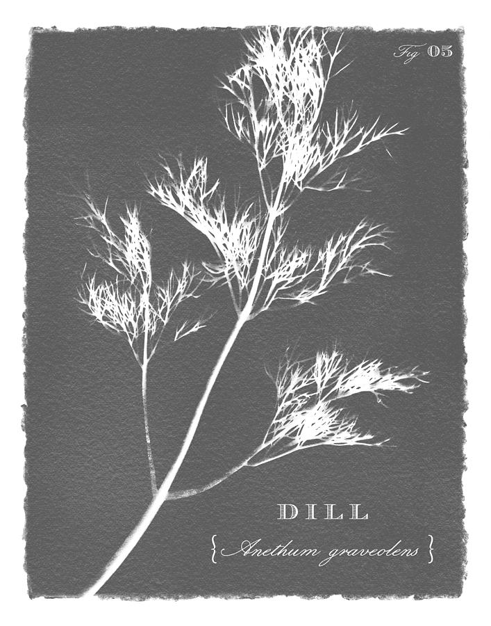 Sunprinted Herbs in Charcoal Gray - Dill - Art by Jen Montgomery Painting by Jen Montgomery