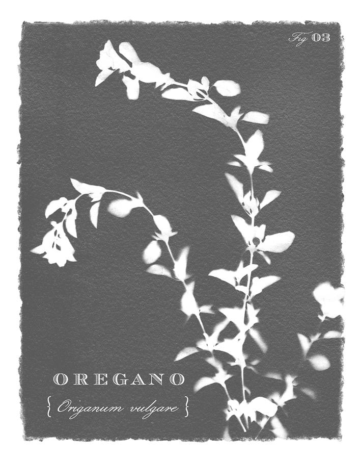 Sunprinted Herbs in Charcoal Gray - Oregano - Art by Jen Montgomery Painting by Jen Montgomery