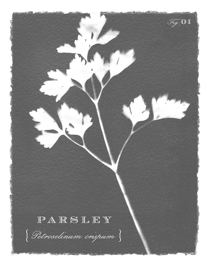 Sunprinted Herbs in Charcoal Gray - Parsley - Art by Jen Montgomery Painting by Jen Montgomery