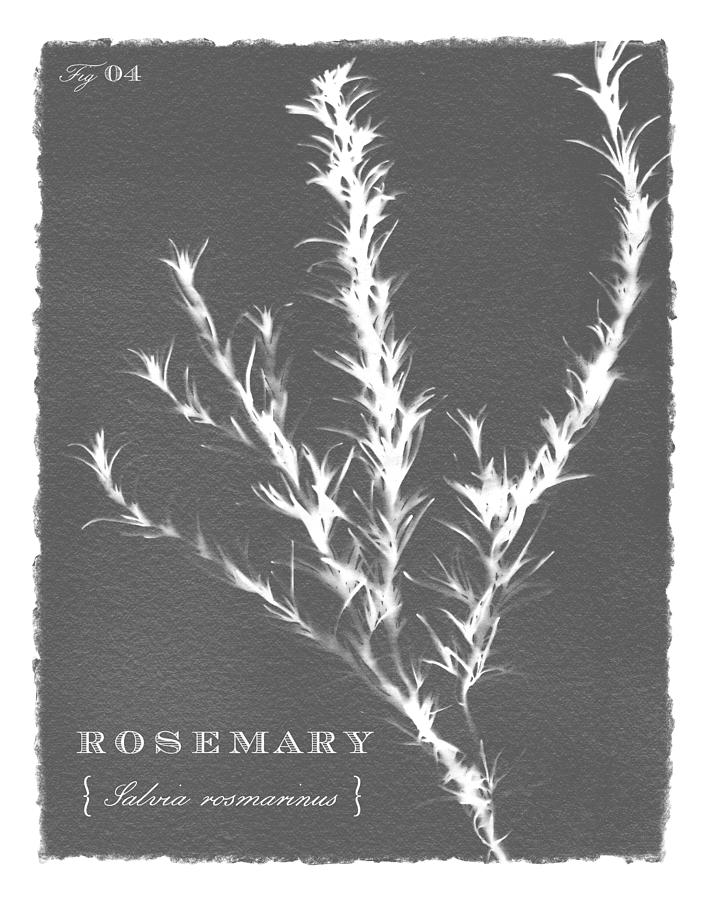 Sunprinted Herbs in Charcoal Gray - Rosemary - Art by Jen Montgomery Painting by Jen Montgomery