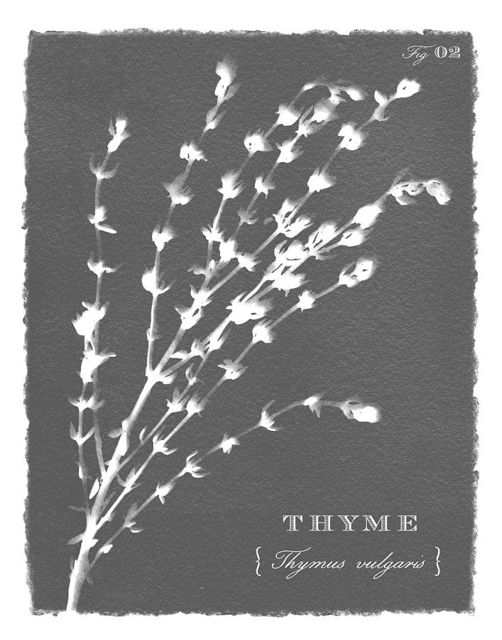 Sunprinted Herbs in Charcoal Gray - Thyme - Art by Jen Montgomery Painting by Jen Montgomery