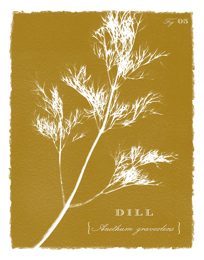 Sunprinted Herbs in Curry - Dill - Art by Jen Montgomery Painting by Jen Montgomery
