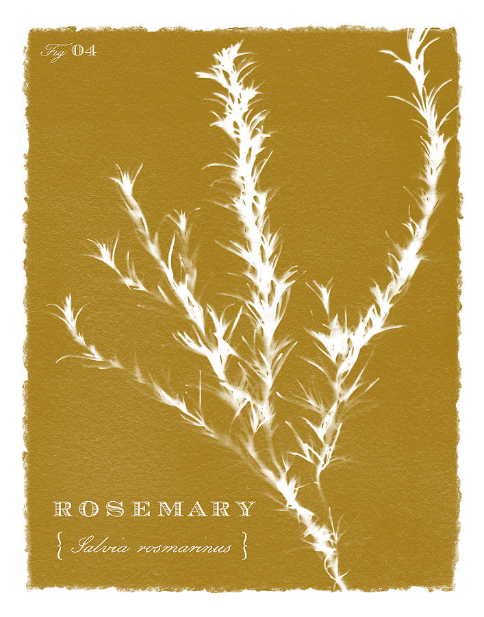 Sunprinted Herbs in Curry - Rosemary - Art by Jen Montgomery Painting by Jen Montgomery