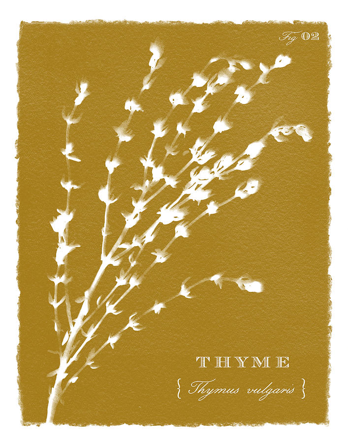 Sunprinted Herbs in Curry - Thyme - Art by Jen Montgomery Painting by Jen Montgomery
