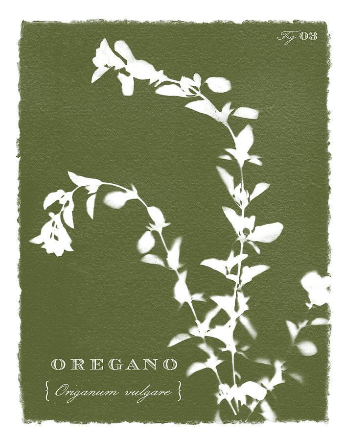 Sunprinted Herbs in Green - Oregano - Art by Jen Montgomery Painting by Jen Montgomery