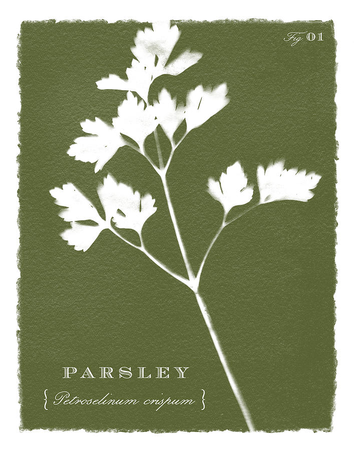 Sunprinted Herbs in Green - Parsley - Art by Jen Montgomery Painting by Jen Montgomery