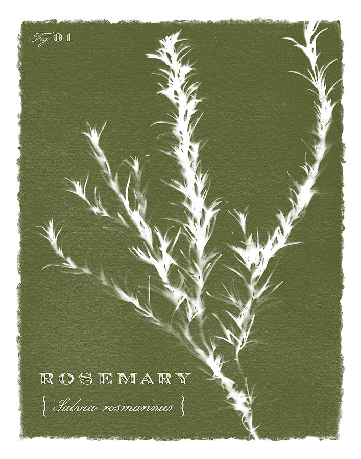 Sunprinted Herbs in Green - Rosemary - Art by Jen Montgomery Photograph by Jen Montgomery